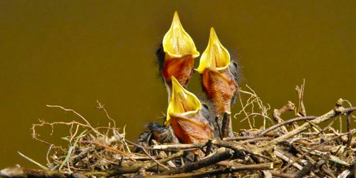 baby birds