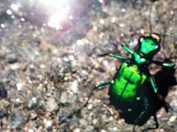 Six-Spotted Tiger Beetle