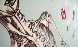 skin and bones medical diagram skeleton