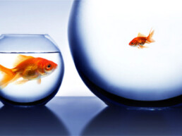 life is not fair: big fish in small bowl, little fish in big bowl
