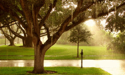 sentimental - moss covered trees during a sunny day rainshower