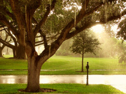 sentimental - moss covered trees during a sunny day rainshower