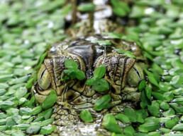 The Best Advice So Far - i spy