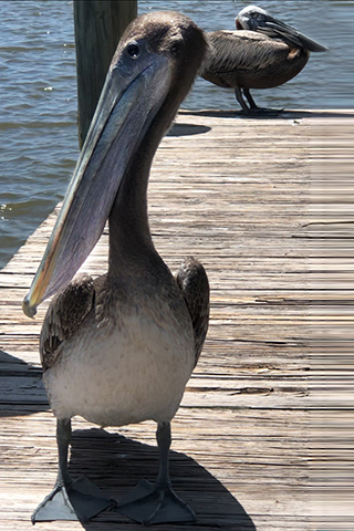 The Pelicans Were Only Pretending to be Bashful