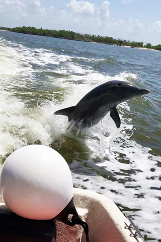 A Playful Dolphin
