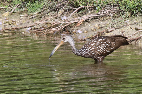 A Limpkin Looking for Lunch