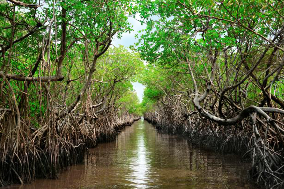 A Channel Through an Everglades Mangrove Forest