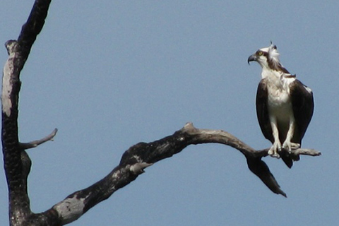 An Osprey Aloft and Aloof